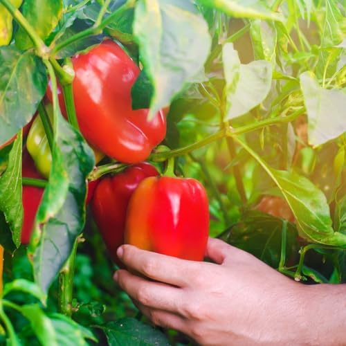 Organic Sweet Pepper Seeds (California Wonder) - Approx 25 Seeds - USDA Organic, Non-GMO, Open Pollinated, Heirloom, USA Origin - Image 2