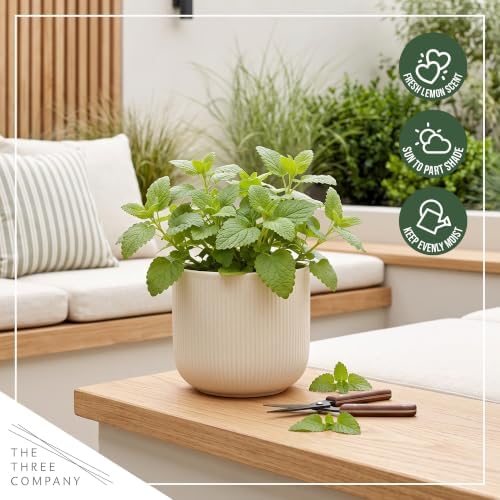 Herb - Lemon Balm (4 Pack), Live Edible Herb, Herbal Tea, Lemon Aroma - Image 7