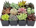Mountain Crest Gardens Ultimate Succulent Variety Pack - 12 Unique Live Plants, Many Types, Rooted in 2 inch Pots - Indoor/Outdoor Real Succulents for Garden Decor, Favors, DIY Arrangements by MountainCrestGardens