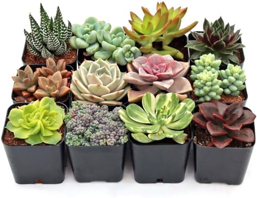 Mountain Crest Gardens Ultimate Succulent Variety Pack - 12 Unique Live Plants, Many Types, Rooted in 2 inch Pots - Indoor/Outdoor Real Succulents for Garden Decor, Favors, DIY Arrangements by MountainCrestGardens