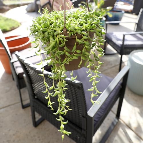 String of Bananas Plant Live Succulent, 6 in. Pot, Easy Trailing Succulents - Image 4