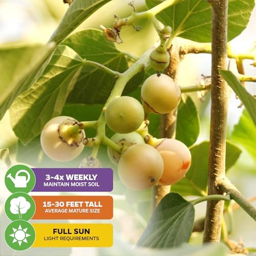 Kadota Fig Tree Live Plant - Ficus carica by Wellspring Gardens - Starter Plant (2-Pack) - Image 4