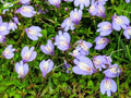 Greenwood Nursery: Live Ground-Cover Plants - Creeping Mazus Reptans Walk On - [Qty: 10x 3.5 Pots] - (Click for Other Available Plants/Quantities) by GreenwoodNursery