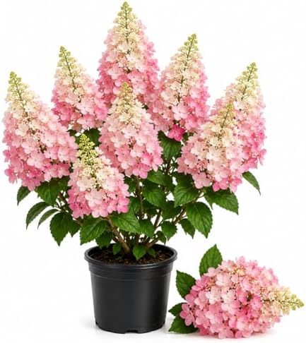 Pink Hydrangea Live Plant, Perennial Flowering Bush, 4-7'' Tall, 2.5'' Pot by GardenNurserySince1996