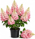 Pink Hydrangea Live Plant, Perennial Flowering Bush, 4-7'' Tall, 2.5'' Pot by GardenNurserySince1996