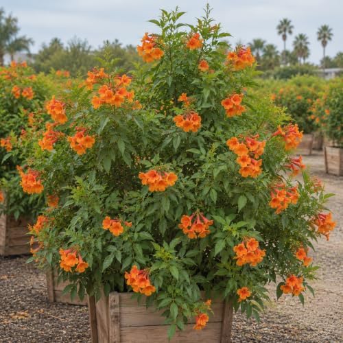 Set of 4 Tecoma Stans Orange Live Plants, 4-8 in, No Pot - Image 7