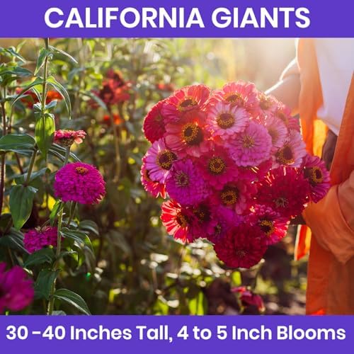 NatureZ Edge Zinnia Seeds for 2026 Planting Outdoors, Over 8250 Flower Seeds, 2 Oz, Non GMO Made in USA, Bulk Semillas De Flores para Sembrar, California Giants, Easy to Grow Zinnia Seed Mix - Image 7