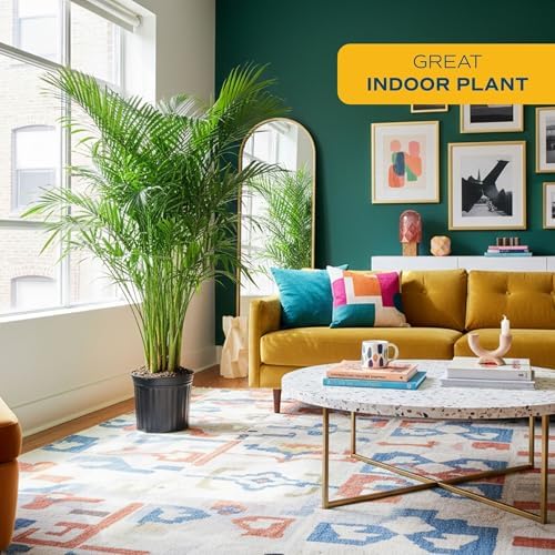 Costa Farms Cat Palm, Live Indoor Plant, Tropical Decor, Air Purifying - Image 2