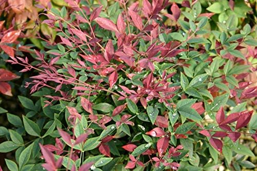 2.5Qt SL Obsession Nandina - Image 2