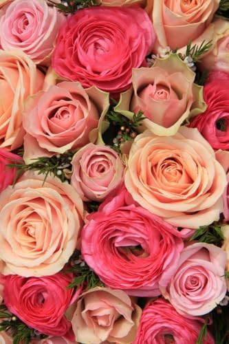 6 Mixed Color Ranunculus Bulbs for Planting, Assorted Pastel Double Buttercups, Spring or Fall Planting Bulbs for Vibrant Garden Blooms, Borders & Cut Flower Garden, Rose Bulb Wedding Flower Bulbs - Image 2