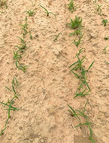 Centipede Grass Seed for a Dense Green Lawn, NO Mulch, 1 lb Coated Seeds, Sun and Moderate Shade Tolerant Lawn Seeding and Turf Patch Repair, Southern Southeast US, Low Fertilizer Low Maintenance - Image 4