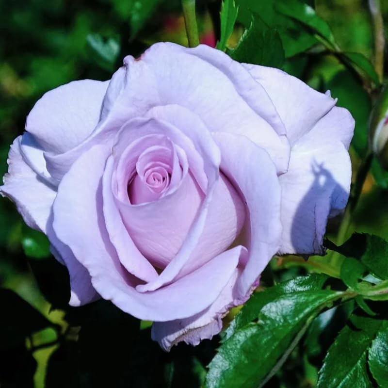 Light Purple Climbing Roses Live Plants, Fragrant Starter 5-9" Tall - Image 2