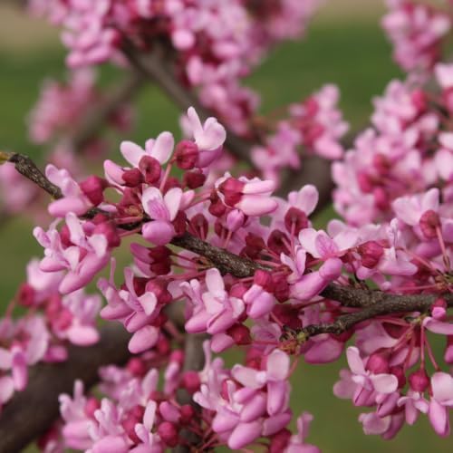 Eastern Redbud Tree for Planting in Quart Pot, 6-10 Inch Tall, Sturdy Cold Hardy Ornamental Plant with Pink Spring Blooms, Low Maintenance Landscape Tree with Heart-Shaped Foliage - Image 2