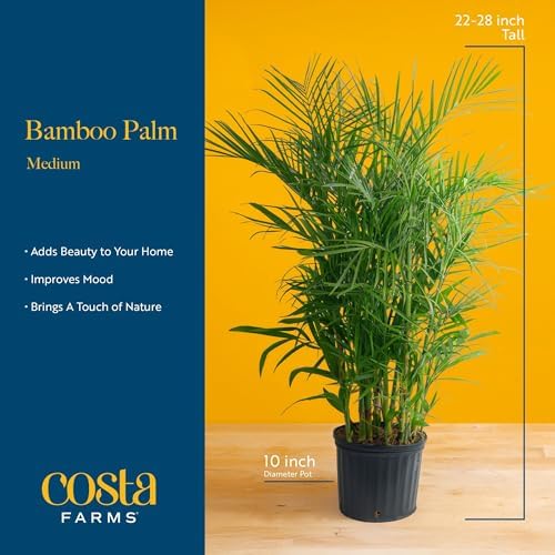 Costa Farms Bamboo Palm, Live Indoor Plant, Tropical Decor, Air Purifying - Image 4