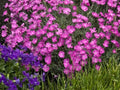 Greenwood Nursery: Live Perennial Plants - Firewitch + Dianthus Gratianopolitanus - [Qty: 2X 3.5 Pots] - (Click for Other Available Plants/Quantities) by GreenwoodNursery