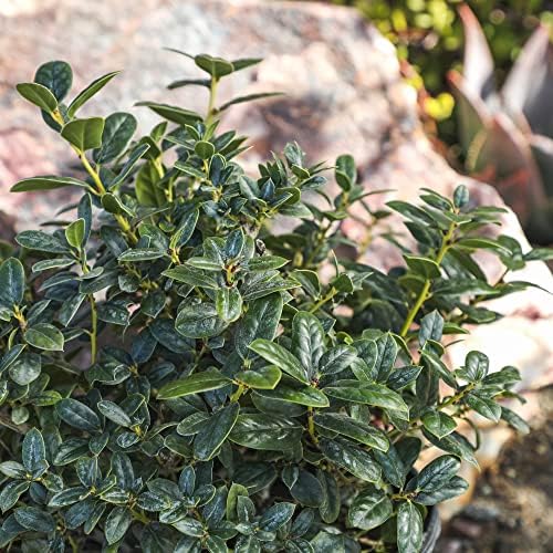 Burford Shrub (1G), Flowering Shrubs Privacy Trees for Planting, Live Plants in Planters for Outdoor Plants, Ilex Plant Live Plant Outdoor Garden Decor, Potted Plants Live Tree by Plants for Pets - Image 7