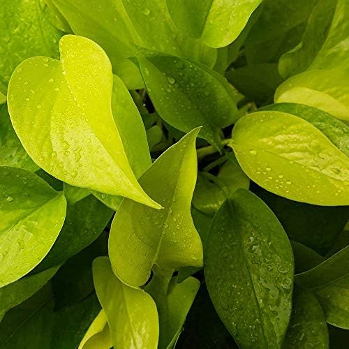American Plant Exchange Neon Pothos – Live 6-Inch Potted Climbing Vine, Easy-Care Air Purifying Houseplant, Fast-Growing Indoor Plant for Home, Office, Bedroom, Living Room & Indoor Jungle Décor - Image 3