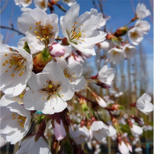 White Cherry Blossom Tree, Ornamental Plant Live, 6-12" Tall, in Pot - Image 2