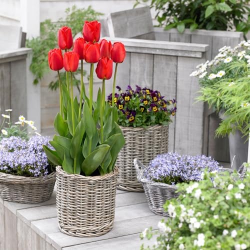Garden State Bulb Darwin Hybrid Red Impression Tulip Bulbs, 12/+ cm (Bag of 25) - Image 6