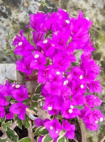 Purple 16" Bougainvillea - Image 3