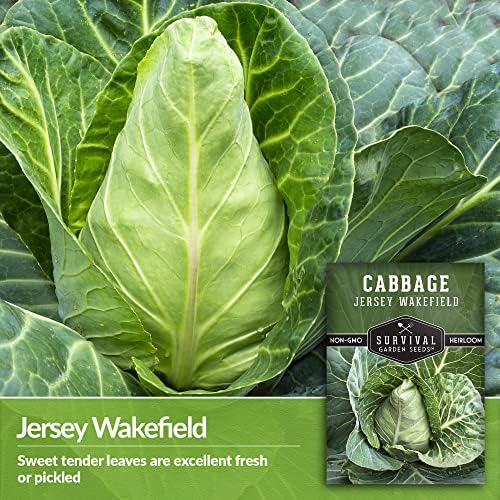 Jersey Wakefield Cabbage Seeds - Survival Garden Seeds (1 Pack) - Image 3