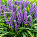 Big Blue Liriope Grass - Live Plant - Gallon Pot by Unknown