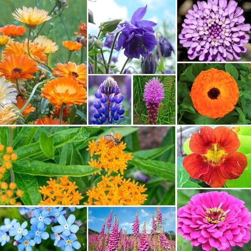 Groundio 25,000+ Wildflower Seeds Mix 1 Oz, 24 Varieties Perennial & Annual Seeds for Hummingbirds and Butterflies, High Germination Flower Seeds Throw and Grow to Plant Outside, No Filler - Image 7