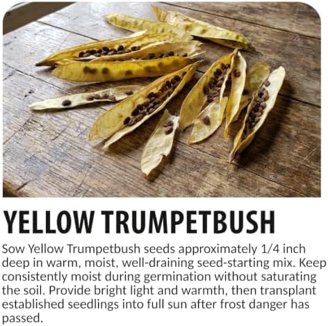 Yellow Trumpetbush Seeds for Planting | 100 Seeds | Bright Yellow Flowers - Image 6