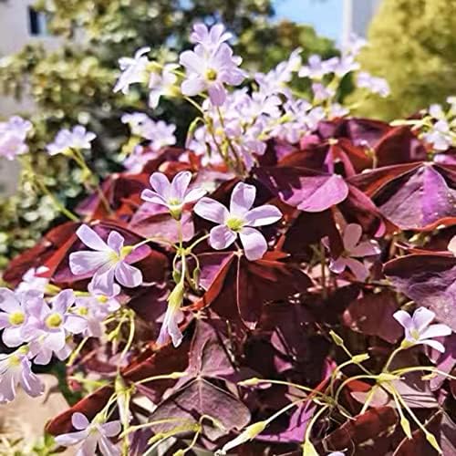 12+ Bulbs Purple Shamrocks Oxalis Triangularis Lucky Lovely Flowers Bulbs Grows for Planting Indoors or Outdoors - Image 5