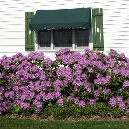 Brighter Blooms Lavender Rhododendron Shrub, 1 Gallon - Image 2