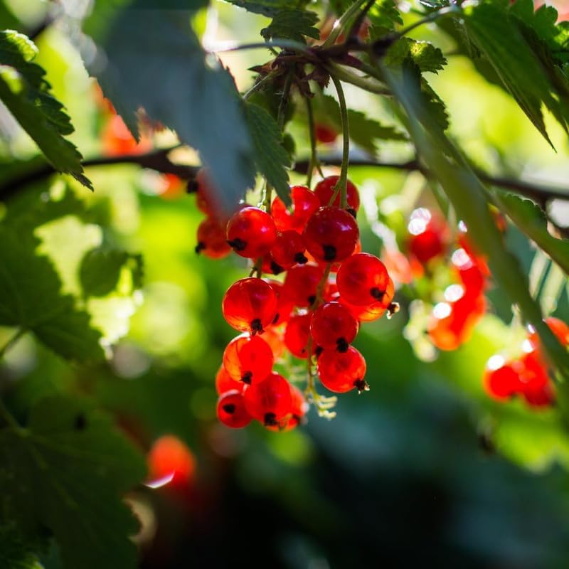 Red Currant Plant Live, Home Garden Berry Bush, 5-8 Inch Tall - Image 5