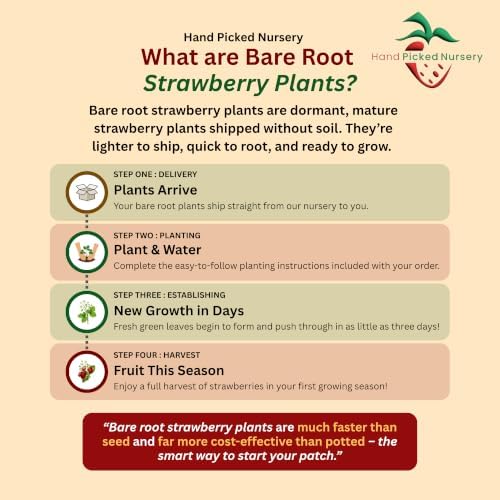 Malwina June Bearing Bare Root Strawberry Plants - Exceptionally High Sugar Content - Very Late Season Strawberry Plant Variety from Hand Picked Nursery (5) - Image 3