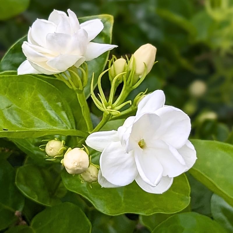 2 Maid of Orleans Arabian Jasmine Plants, Indoor Outdoor Flower, 4-9 Inches - Image 3