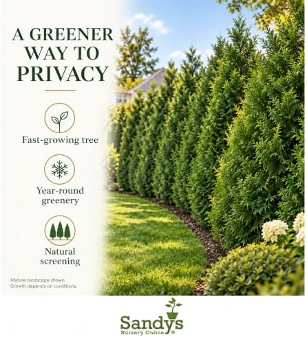 Thuja Evergreen Shrub, Green Giant Arborvitae, Quart Pot - Image 3
