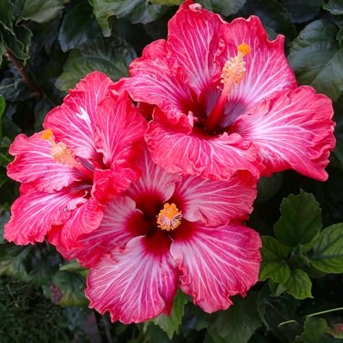 25Pcs Exotic Hibiscus Seeds for Planting - Attracts Butterflies & Hummingbirds, Heat-Loving Perennial Shrub - Image 3