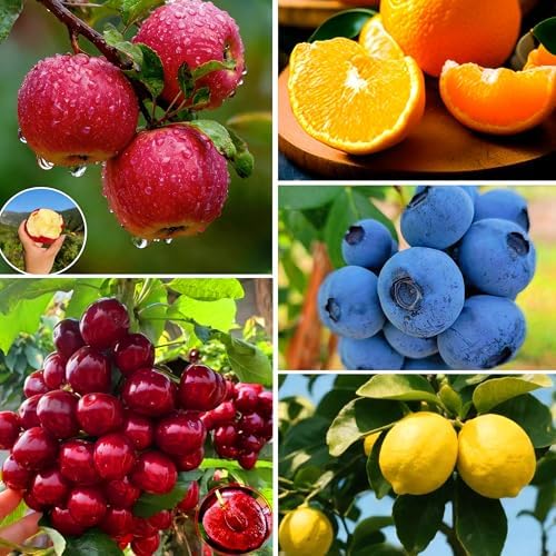 Mix Fruit Seeds Pack for Planting, 160pcs Lemon Orange Apple Blueberry Cherry Seeds, Non-GMO Heirloom Sweet Edible Juicy Fruits Tree Plants in Your Home Garden by MIXRUGBACWATER