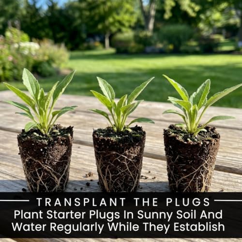 3 Orange Coneflower Live Plant Plugs – Echinacea Summer Flowering Perennial - Image 3