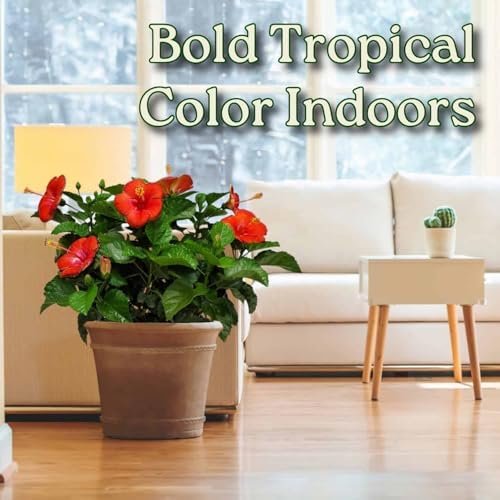 Hibiscus Plant Live - Hibiscus Bush - Red President - Overall Height 26" to 28" - Tropical Plants of Florida (Plant Only) - Image 5