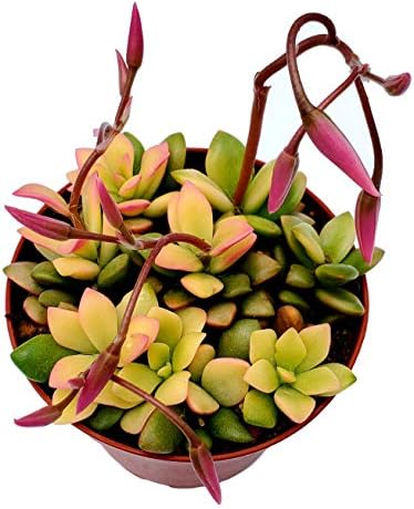 Fat Plants San Diego Succulent Plant(s) Fully Rooted in 4 inch Planter Pots with Soil - Real Live Potted Succulents/Unique Indoor Cactus Decor (1, Anacampseros telephiastrum variegata) by FatPlantsSanDiego