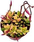 Fat Plants San Diego Succulent Plant(s) Fully Rooted in 4 inch Planter Pots with Soil - Real Live Potted Succulents/Unique Indoor Cactus Decor (1, Anacampseros telephiastrum variegata) by FatPlantsSanDiego