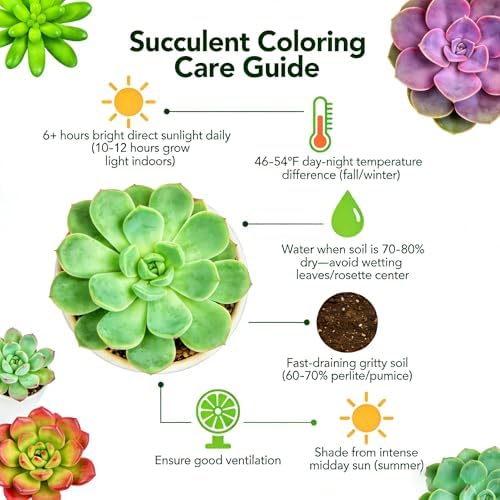 Sprout N Green 1 Assorted Succulents with Root Without Plant Pot - Image 5