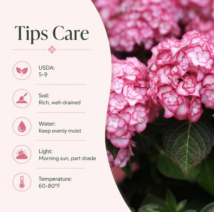 Dwarf Hydrangea Live Plant, White Pink Flowering Shrub Plant, Perennial Hydrangea for Indoor, Outdoor Garden 4 to 6 Inch Tall - Image 5