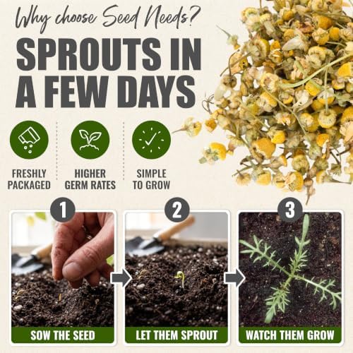 Seed Needs German Chamomile Seeds to Plant Non-GMO & Heirloom Herbs XL Pack - Image 5