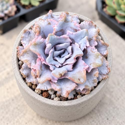 Echeveria 'Crispate Beauty' 4 Inch Bare Root Live Succulent Plant - Image 3