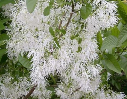 2 American Fringe Tree Live Plants, White Fringe Flower Bush, Snow Flower, Sweetheart Tree, 8-16 Inches Tall, Quart Pot - Image 5