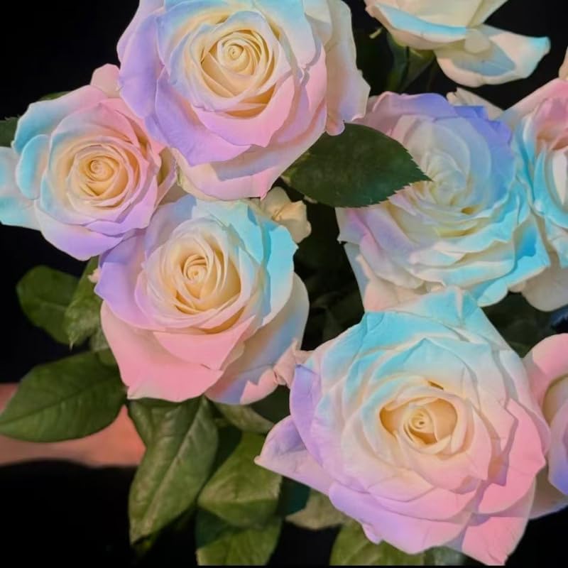 295+pcs Climbing Rose Seeds for Planting, Rose Hummingbirds Vine Flower Seeds, Heirloom Non-GMO Bloom Flowers Plants for Home Garden Outdoors Indoors - Image 5