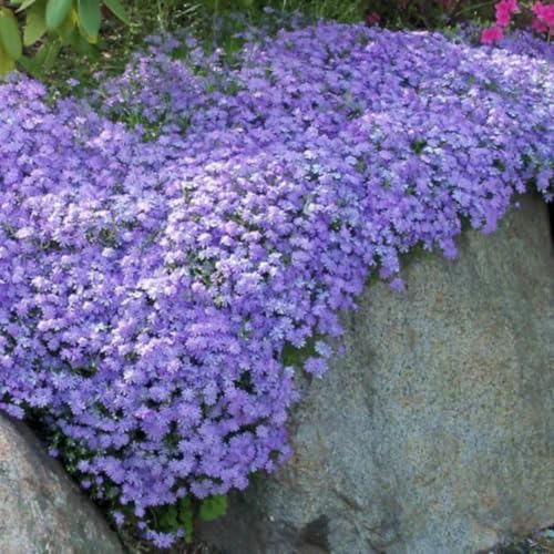 2 Blue Creeping Phlox Plants Live, Perennial Ground Cover, 3-7" Tall in Pot - Image 4