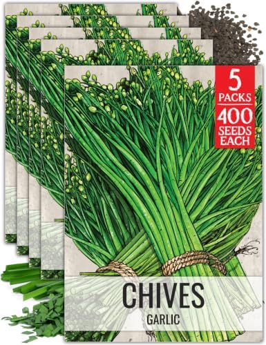 Seed Needs Garlic Chives Seeds to Plant an Herb Garden - 5 Packs by SeedNeeds