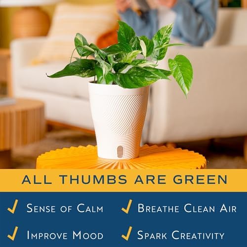 Costa Farms Albo Pothos, Live Indoor Plant, Trailing Vine, Air Purifying - Image 5