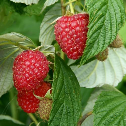 2 Red Raspberry Plants Live, Sweet Edible Berry Bush, 5-8 Inch Tall - Image 6
